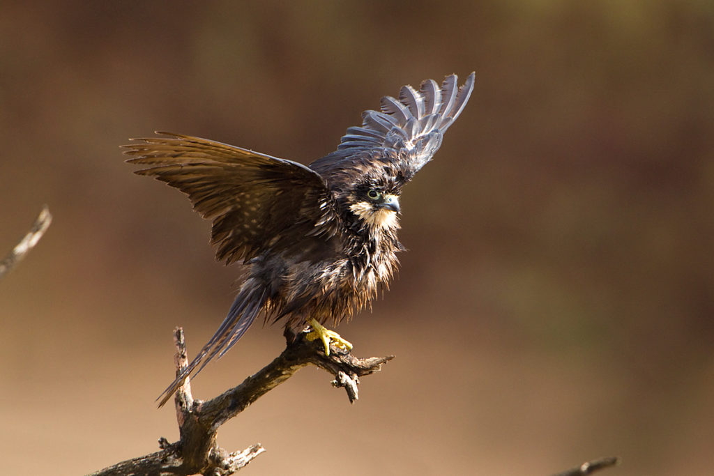 Eleonora`s Falcon; Eleonorenfalke; Falco eleonorae; birds; falconiformes; gefiederpflege; greifvögel; marokko; pröhl; raptors; sonnenbad; sunbath; vögel