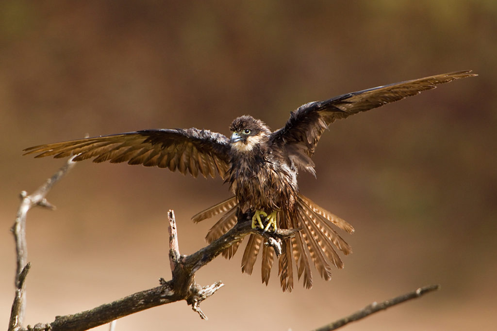 Eleonora`s Falcon; Eleonorenfalke; Falco eleonorae; birds; falconiformes; gefiederpflege; greifvögel; marokko; pröhl; raptors; sonnenbad; sunbath; vögel