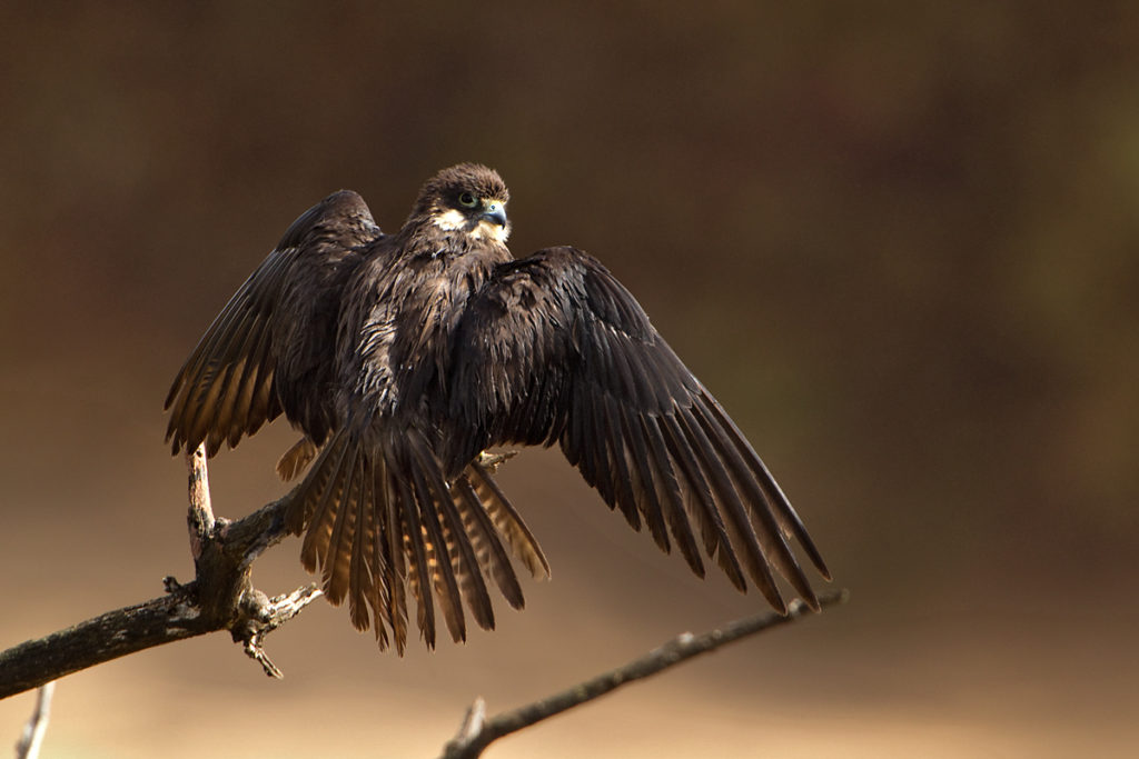 Eleonora`s Falcon; Eleonorenfalke; Falco eleonorae; birds; falconiformes; gefiederpflege; greifvögel; marokko; pröhl; raptors; sonnenbad; sunbath; vögel