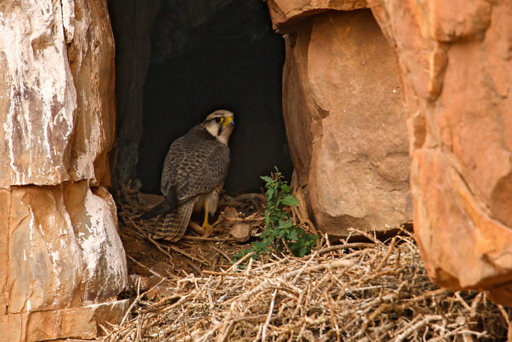 Falco biarmicus erlangeri; Lanner; Lannerfalke; Lannerfalke sspec.1; birds; breed; brut; falconiformes; greifvögel; marokko; nest; pröhl; raptors; vögel