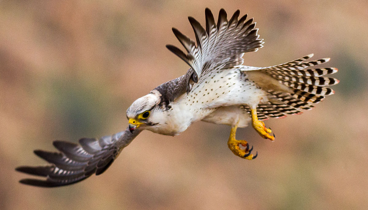 Falco biarmicus erlangeri; Lanner; Lannerfalke; Lannerfalke sspec.1; birds; falconiformes; flight; flug; greifvögel; marokko; pröhl; raptors; vögel