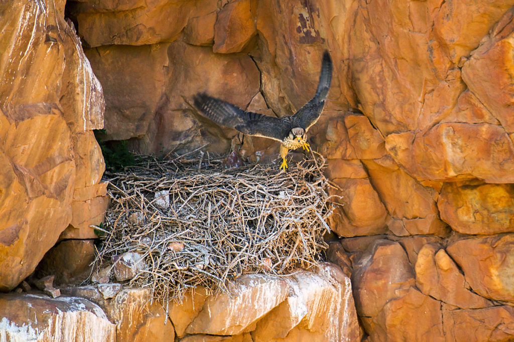 Falco biarmicus erlangeri; Lanner; Lannerfalke; Lannerfalke sspec.1; birds; falconiformes; greifvögel; horst; marokko; nest; pröhl; raptors; vögel