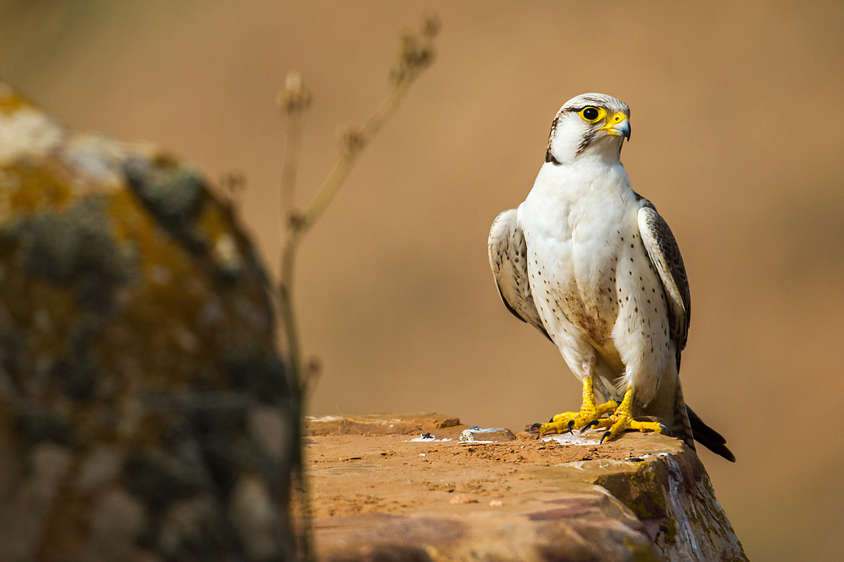 Falco biarmicus erlangeri; Lanner; Lannerfalke; Lannerfalke sspec.1; birds; falconiformes; greifvögel; marokko; pröhl; raptors; vögel