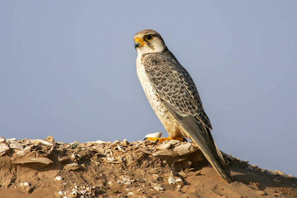 Falco biarmicus; Lannerfalke; greifvögel; marokko; männchen; pröhl