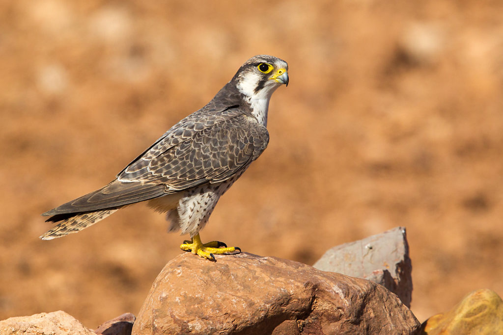 Falco biarmicus erlangeri; Lanner; Lannerfalke; Lannerfalke sspec.1; Morocco; birds; falconiformes; greifvögel; marokko; pröhl; raptors; vögel