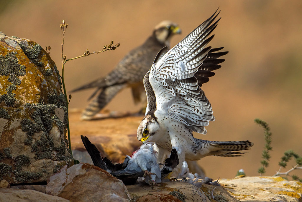 Falco biarmicus erlangeri; Lanner; Lannerfalke; Lannerfalke sspec.1; beute; birds; capture; falconiformes; greifvögel; hunting; jagd; marokko; pröhl; raptors; vögel