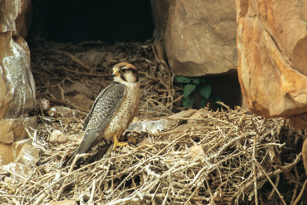 Falco biarmicus; Lannerfalke; greifvögel; marokko; nest; pröhl