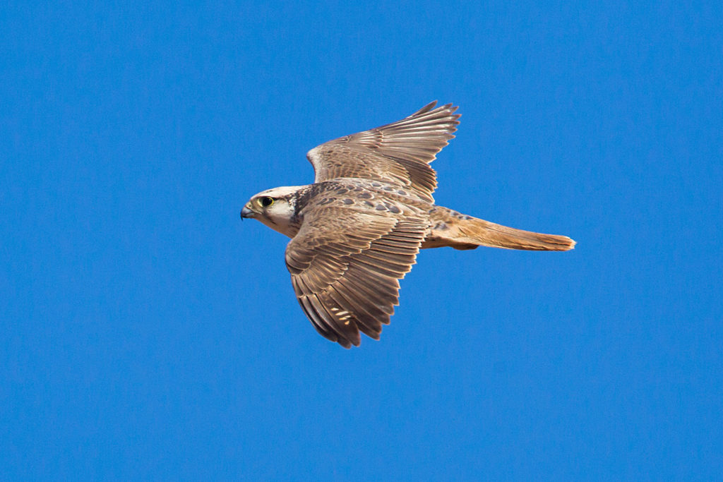 Falco biarmicus erlangeri; Lanner; Lannerfalke; Lannerfalke sspec.1; Morocco; ad.; birds; falconiformes; flight; flug; greifvögel; marokko; pröhl; raptors; vögel