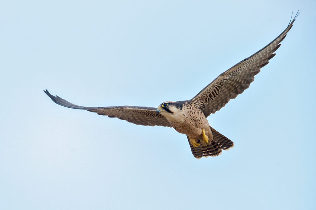 Abessinien; Aethiopien; Ethiopia; Falco biarmicus abyssinicus; Lanner; Lannerfalke; Lannerfalke sspec.2; birds; falconiformes; flight; flug; greifvögel; pröhl; raptors; vögel; Äthiopien