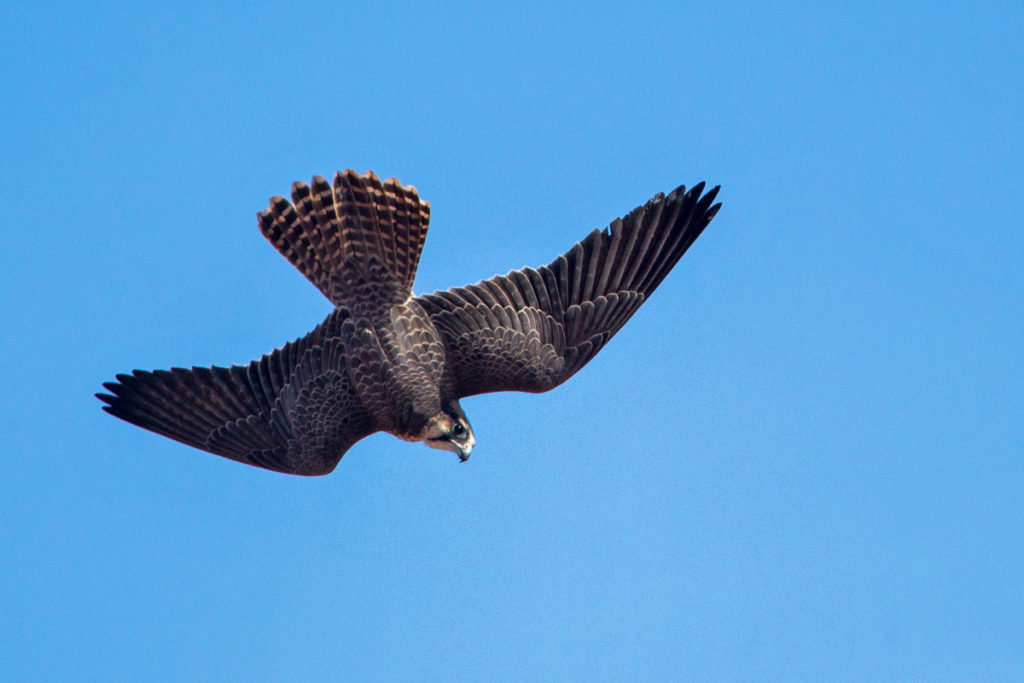 Falco biarmicus erlangeri; Lanner; Lannerfalke; Lannerfalke sspec.1; birds; falconiformes; flight; flug; greifvögel; marokko; pröhl; raptors; vögel