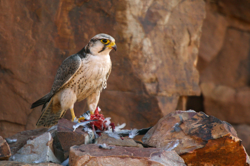 Falco biarmicus erlangeri; Lanner; Lannerfalke; Lannerfalke sspec.1; beute; birds; capture; falconiformes; greifvögel; hunting; jagd; marokko; pröhl; raptors; vögel