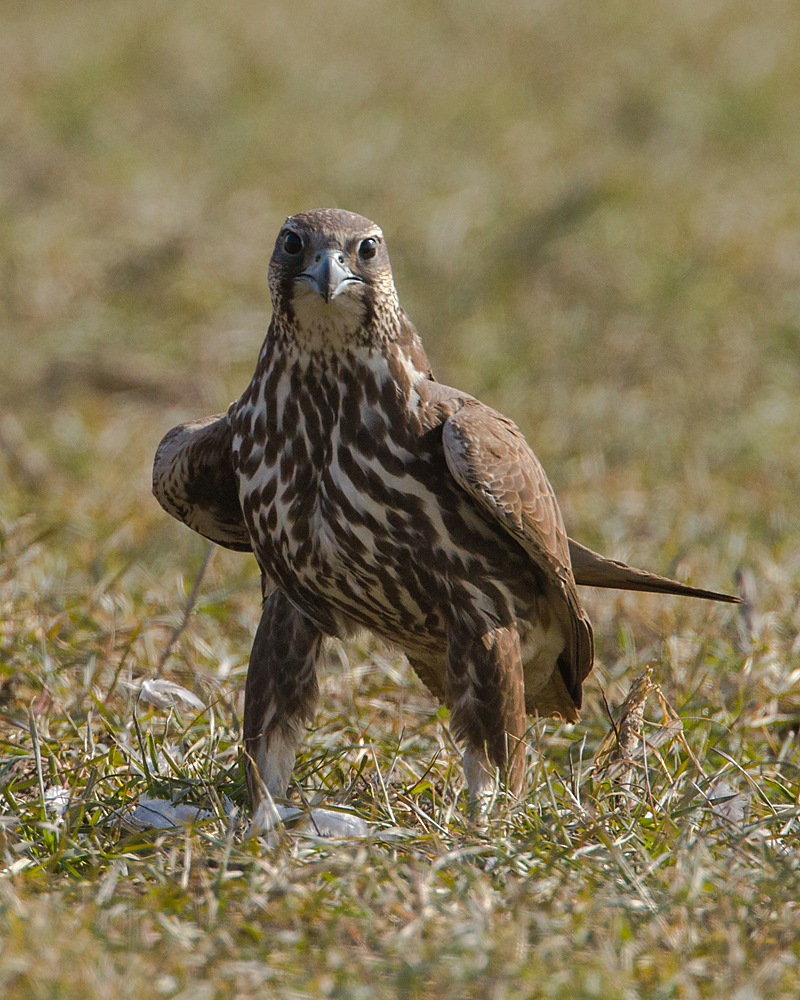 Falco cherrug; Saker Falcon; Sakerfalke; Slowakei; Würgfalke; beute; birds; capture; falconiformes; flight; flug; greifvögel; hunting; jagd; pröhl; raptors; vögel