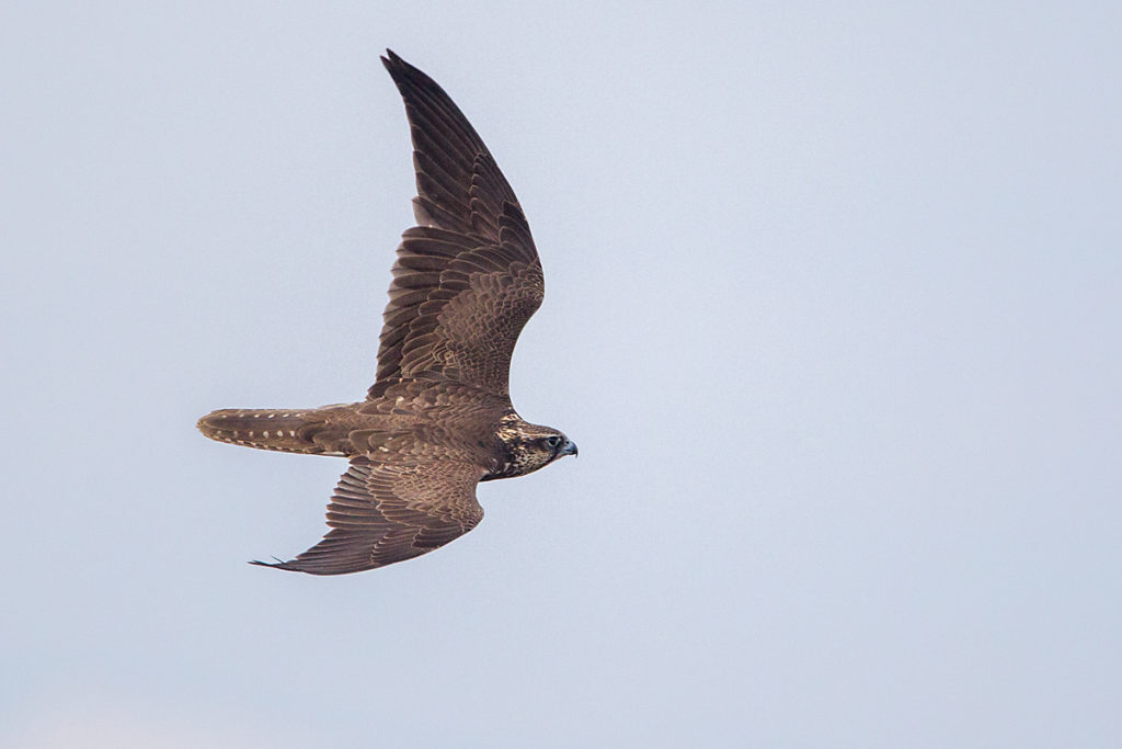 Falco cherrug; Saker Falcon; Sakerfalke; Slowakei; Würgfalke; birds; falconiformes; flight; flug; greifvögel; pröhl; raptors; vögel