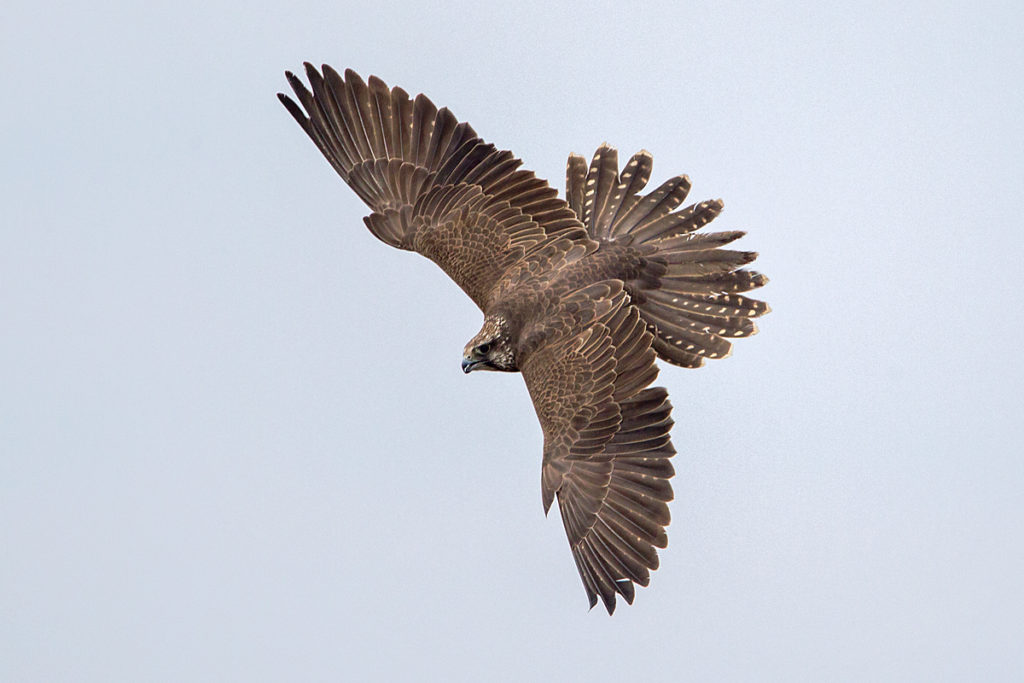 Falco cherrug; Saker Falcon; Sakerfalke; Slowakei; Würgfalke; birds; falconiformes; flight; flug; greifvögel; pröhl; raptors; vögel