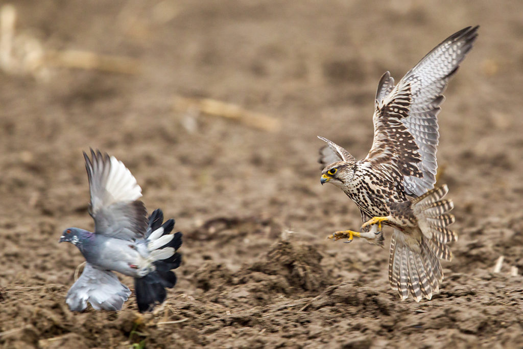 Falco cherrug; Saker Falcon; Sakerfalke; Slovakia; Slowakei; Würgfalke; beute; birds; capture; falconiformes; flight; flug; greifvögel; hunting; jagd; pröhl; raptors; vögel