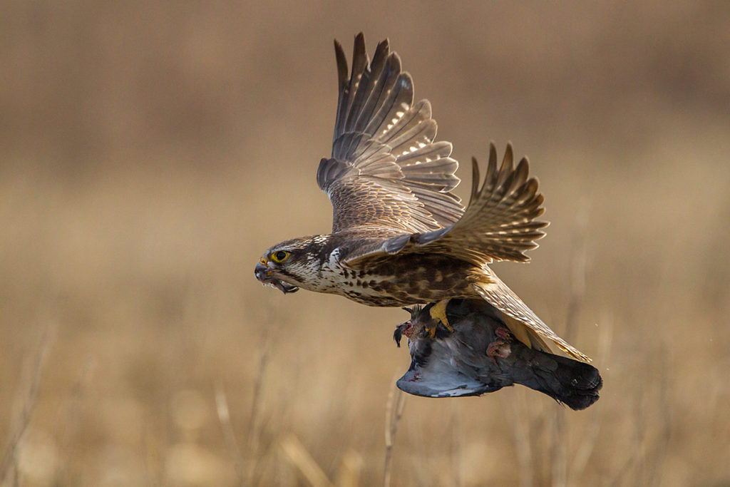 Falco cherrug; Saker Falcon; Sakerfalke; Slowakei; Würgfalke; beute; birds; capture; falconiformes; flight; flug; greifvögel; hunting; jagd; pröhl; raptors; vögel