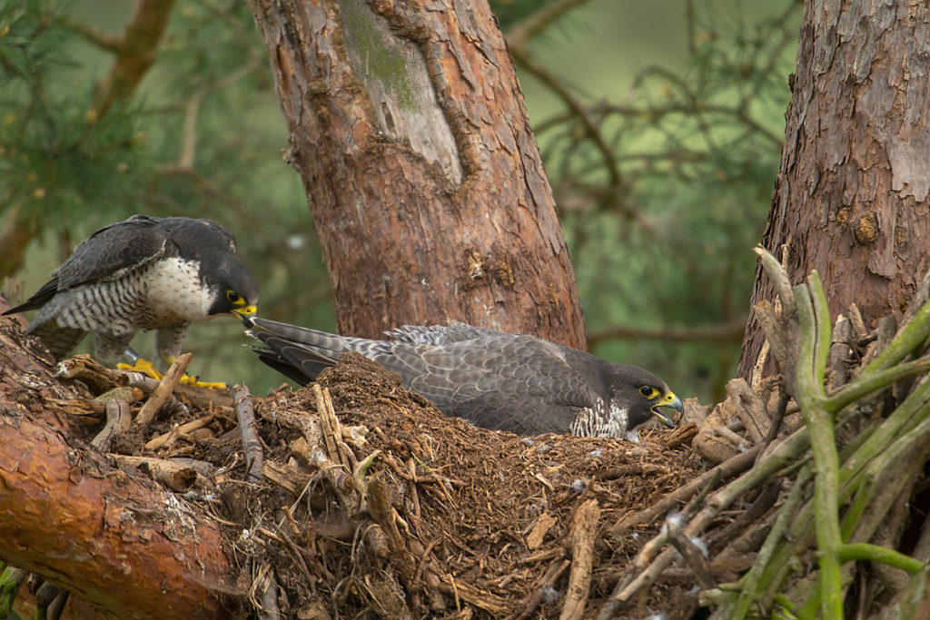 Falco peregrinus; Peregrine Falcon; Wanderfalke; birds; falconiformes; greifvögel; pröhl; raptors; vögel