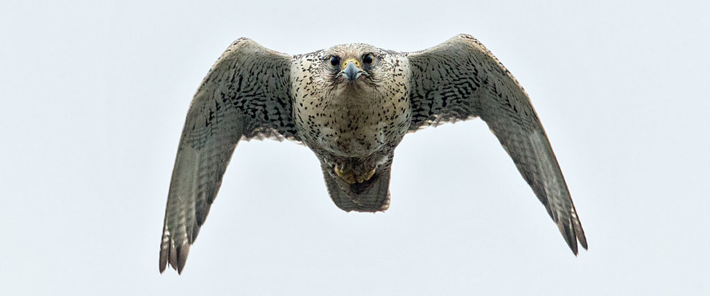 Falco rusticolus; Gerfalke; Gyrfalcon; Iceland; Island; Islandfalke; Kretschet; ad.; adult; birds; falconiformes; flight; flug; greifvögel; pröhl; raptors; vögel