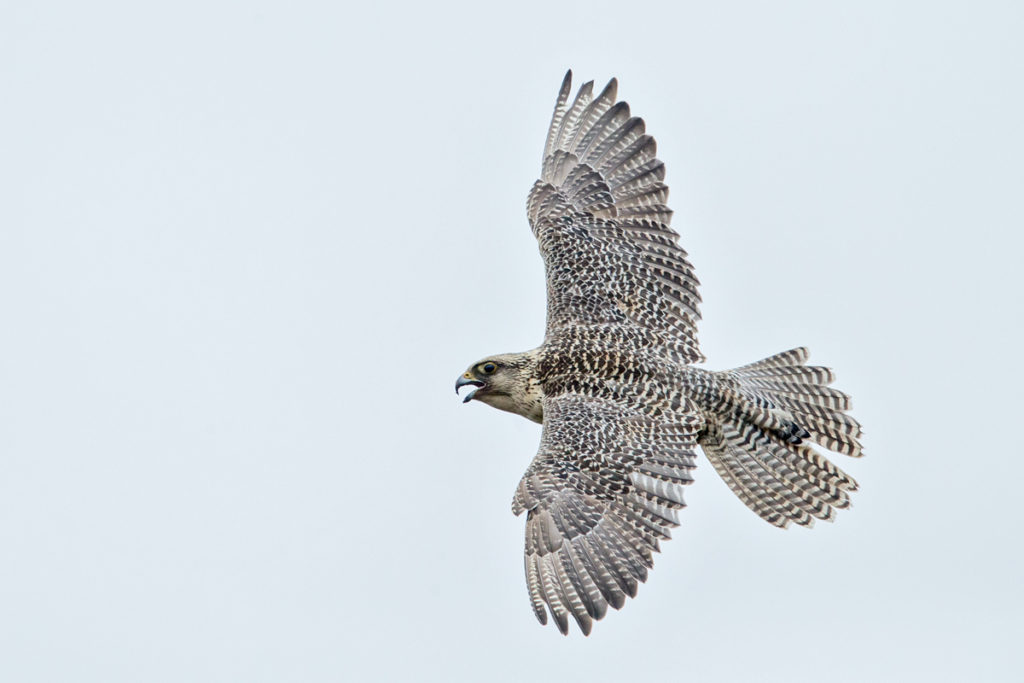 Falco rusticolus; Gerfalke; Gyrfalcon; Iceland; Island; Islandfalke; Kretschet; ad.; adult; birds; falconiformes; flight; flug; greifvögel; pröhl; raptors; vögel