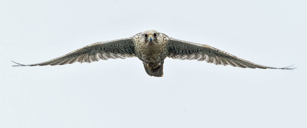 Falco rusticolus; Gerfalke; Gyrfalcon; Iceland; Island; Islandfalke; Kretschet; ad.; adult; birds; falconiformes; flight; flug; greifvögel; pröhl; raptors; vögel