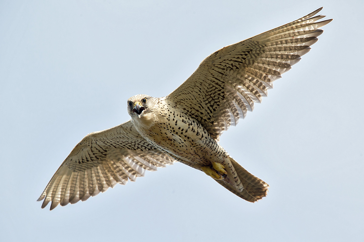 Falco rusticolus; Gerfalke; Gyrfalcon; Iceland; Island; Islandfalke; Kretschet; ad.; adult; birds; falconiformes; flight; flug; greifvögel; pröhl; raptors; vögel
