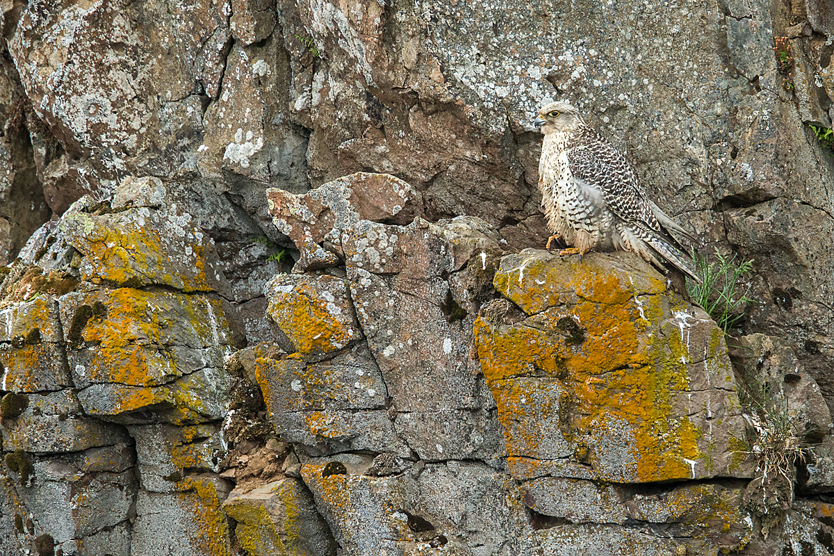 Falco rusticolus; Gerfalke; Gyrfalcon; Iceland; Island; Islandfalke; Kretschet; ad.; adult; birds; falconiformes; greifvögel; pröhl; raptors; vögel
