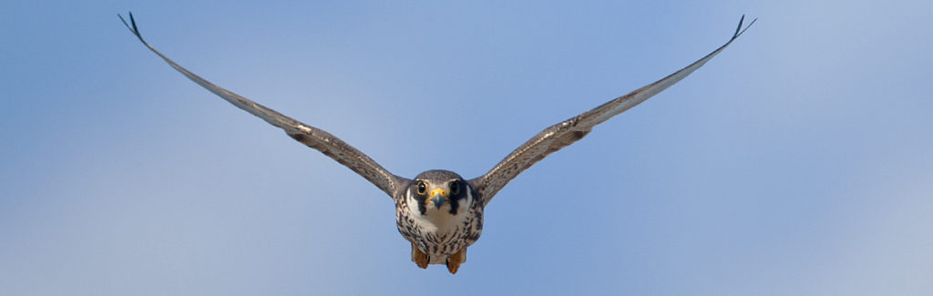 Baumfalke; Falco subbuteo; Hobby; birds; falconiformes; flight; flug; greifvögel; pröhl; raptors; vögel