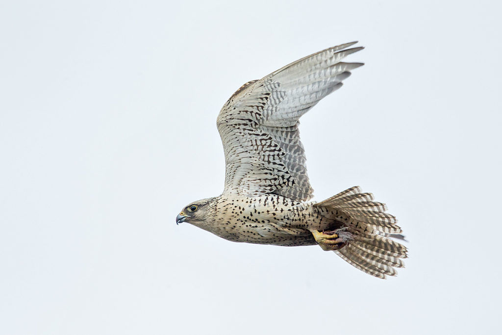 Falco rusticolus; Gerfalke; Gyrfalcon; Iceland; Island; Islandfalke; Kretschet; ad.; adult; birds; falconiformes; flight; flug; greifvögel; pröhl; raptors; vögel