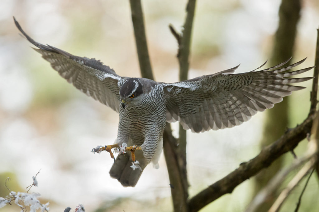 Accipiter gentilis; Goshawk; Habicht; birds; falconiformes; greifvögel; male; männchen; pröhl; raptors; vögel