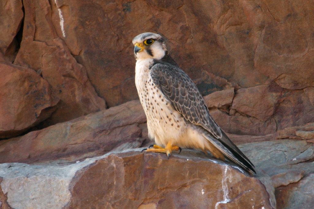 Falco biarmicus erlangeri; Lanner; Lannerfalke; Lannerfalke sspec.1; birds; falconiformes; greifvögel; marokko; pröhl; raptors; vögel