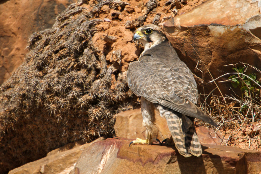 Falco biarmicus erlangeri; Lanner; Lannerfalke; Lannerfalke sspec.1; birds; falconiformes; greifvögel; marokko; pröhl; raptors; vögel