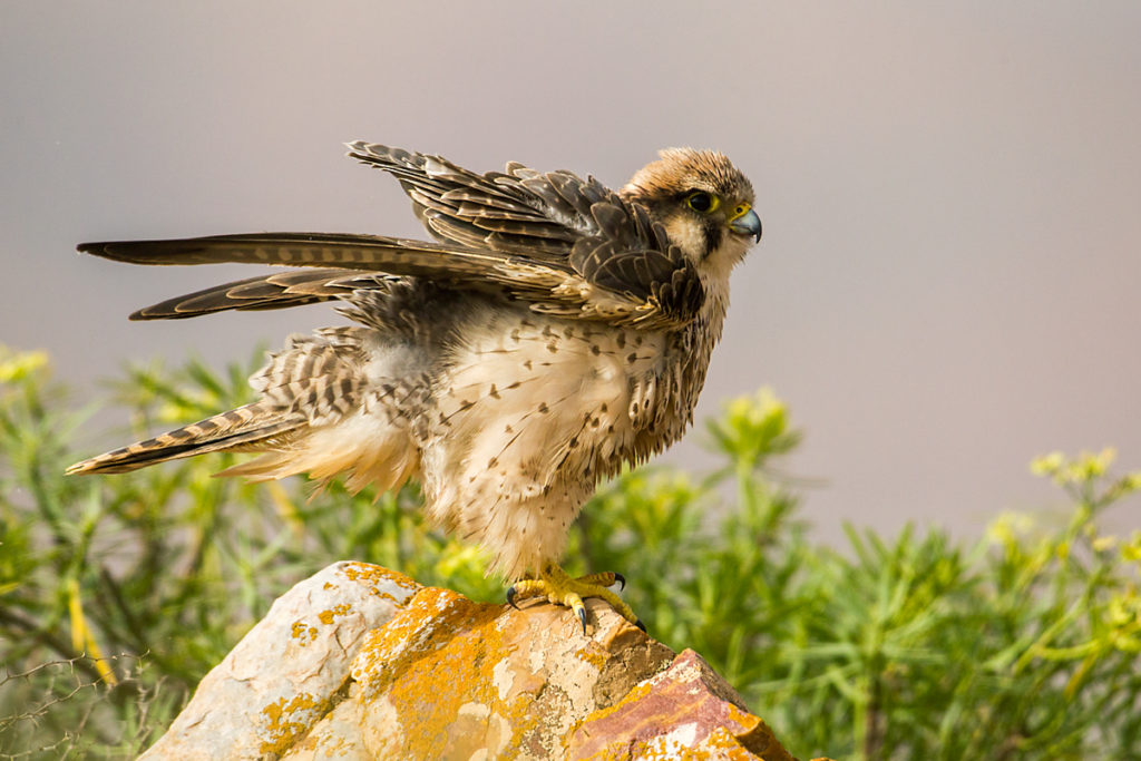 Falco biarmicus erlangeri; Lanner; Lannerfalke; Lannerfalke sspec.1; birds; falconiformes; greifvögel; marokko; pröhl; raptors; vögel