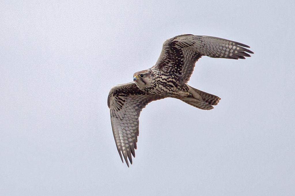 Falco cherrug; Saker Falcon; Sakerfalke; Slowakei; Würgfalke; birds; falconiformes; flight; flug; greifvögel; pröhl; raptors; vögel