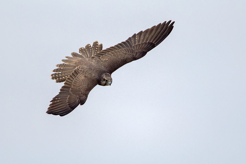 Falco cherrug; Saker Falcon; Sakerfalke; Slowakei; Würgfalke; birds; falconiformes; flight; flug; greifvögel; pröhl; raptors; vögel