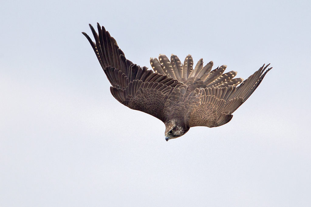 Falco cherrug; Saker Falcon; Sakerfalke; Slowakei; Würgfalke; birds; falconiformes; flight; flug; greifvögel; pröhl; raptors; vögel