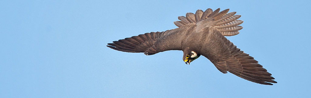 Baumfalke; Falco subbuteo; Hobby; birds; falconiformes; flight; flug; greifvögel; pröhl; raptors; vögel