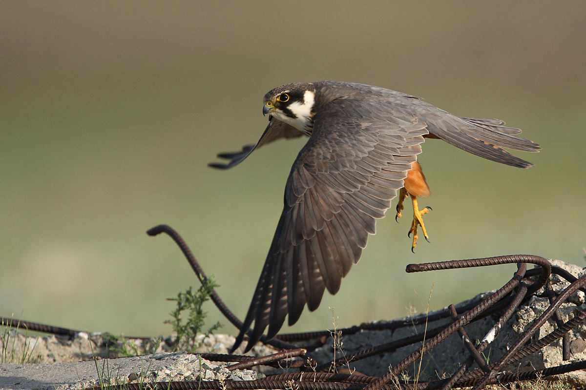 Baumfalke; Falco subbuteo; Hobby; Kasachstan; birds; falconiformes; flight; flug; greifvögel; pröhl; raptors; vögel