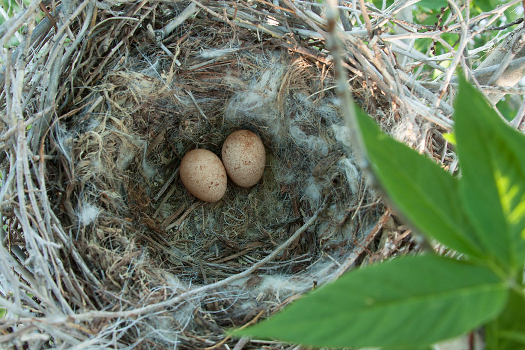 Baumfalke; Falco subbuteo; Hobby; Kasachstan; birds; brut; clutch; falconiformes; gelege; greifvögel; horst; nest; pröhl; raptors; vögel