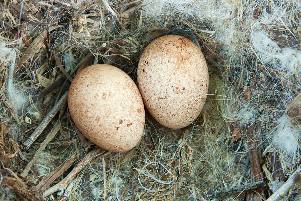 Baumfalke; Falco subbuteo; Hobby; Kasachstan; birds; brut; clutch; falconiformes; gelege; greifvögel; horst; nest; pröhl; raptors; vögel