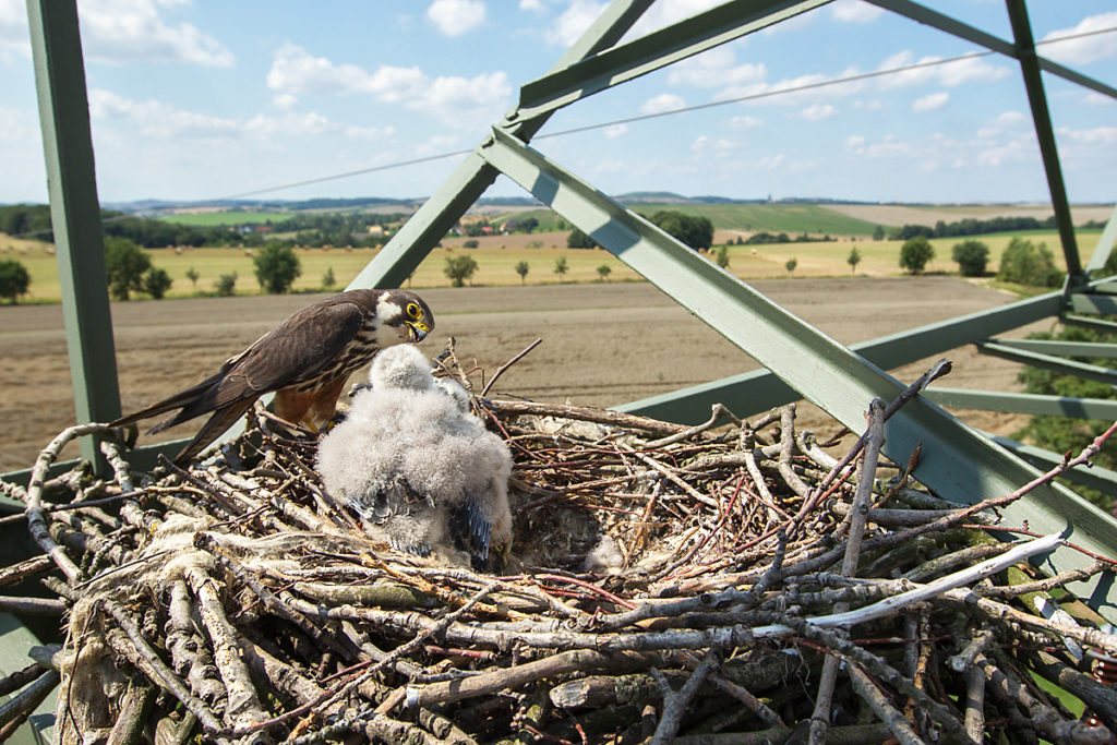 Baumfalke; Falco subbuteo; Hobby; birds; breed; brut; falconiformes; greifvögel; horst; juv.; nest; pröhl; raptors; vögel