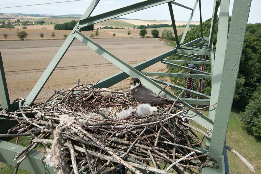 Baumfalke; Falco subbuteo; Hobby; birds; breed; brut; falconiformes; greifvögel; horst; juv.; nest; pröhl; raptors; vögel