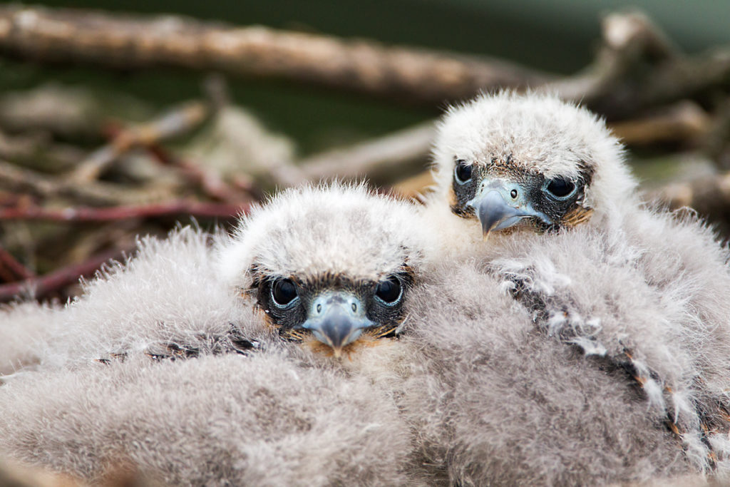 Baumfalke; Falco subbuteo; Hobby; birds; breed; brut; falconiformes; greifvögel; horst; juv.; nest; pröhl; raptors; vögel