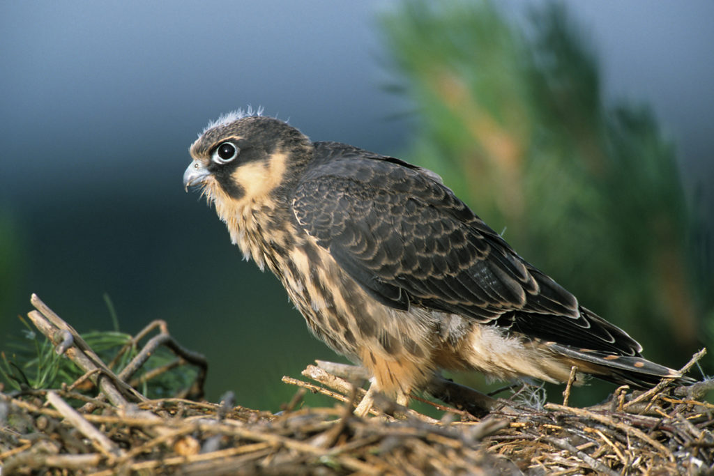 Baumfalke; Falco subbuteo; greifvögel; horst; juv.; nest; pröhl