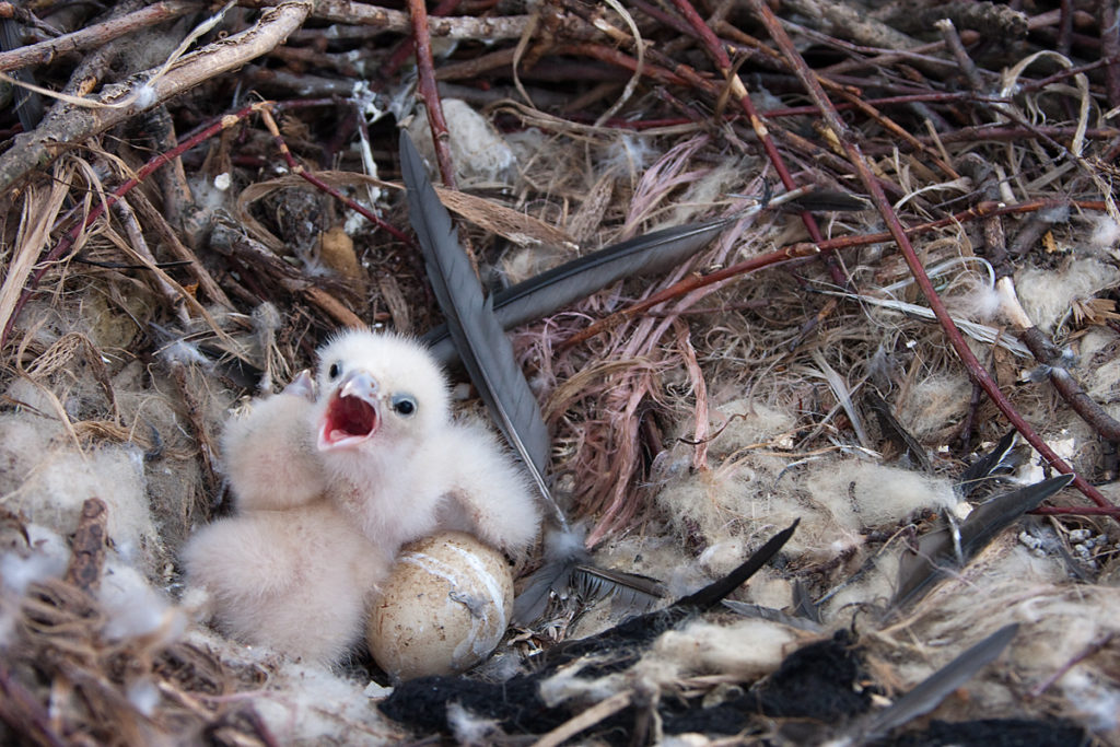 Baumfalke; Falco subbuteo; Hobby; birds; falconiformes; greifvögel; horst; juv.; nest; pröhl; raptors; vögel