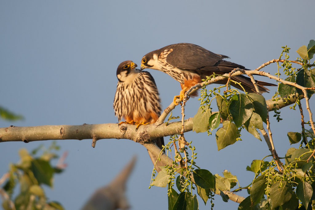 Baumfalke; Falco subbuteo; Hobby; Kasachstan; birds; falconiformes; greifvögel; pröhl; raptors; vögel