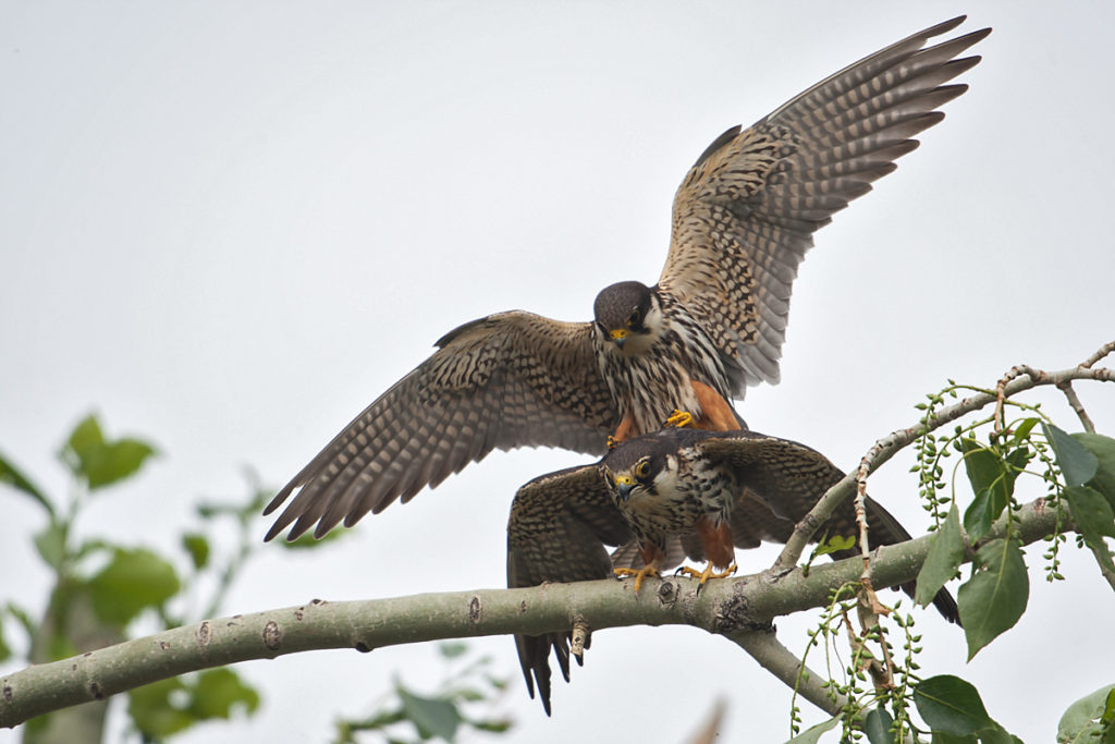 Baumfalke; Falco subbuteo; Hobby; Kasachstan; birds; falconiformes; greifvögel; pröhl; raptors; vögel