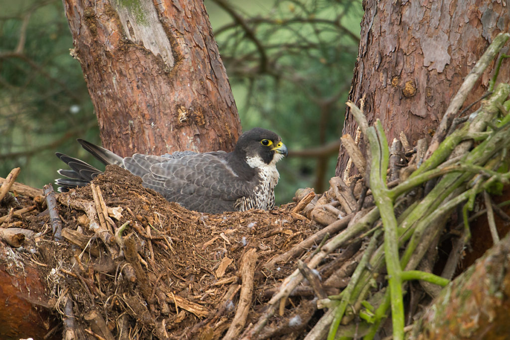 Falco peregrinus; Peregrine Falcon; Wanderfalke; birds; falconiformes; greifvögel; pröhl; raptors; vögel