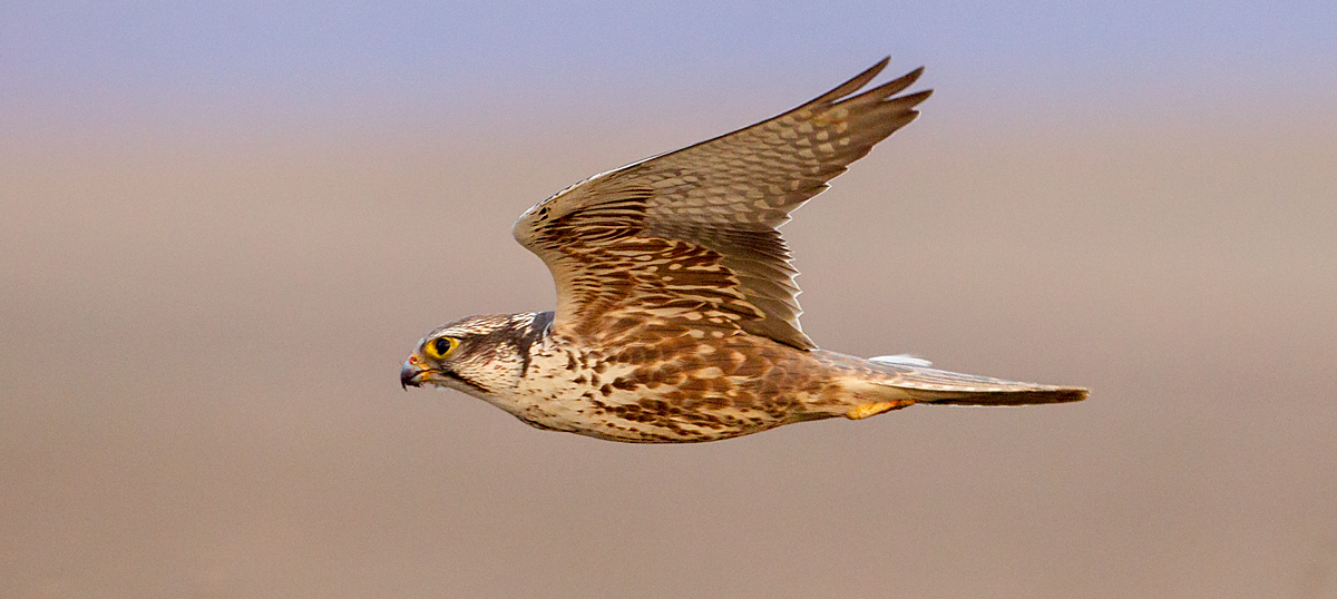 Falco cherrug; Saker Falcon; Sakerfalke; Slowakei; Würgfalke; birds; falconiformes; flight; flug; greifvögel; pröhl; raptors; vögel