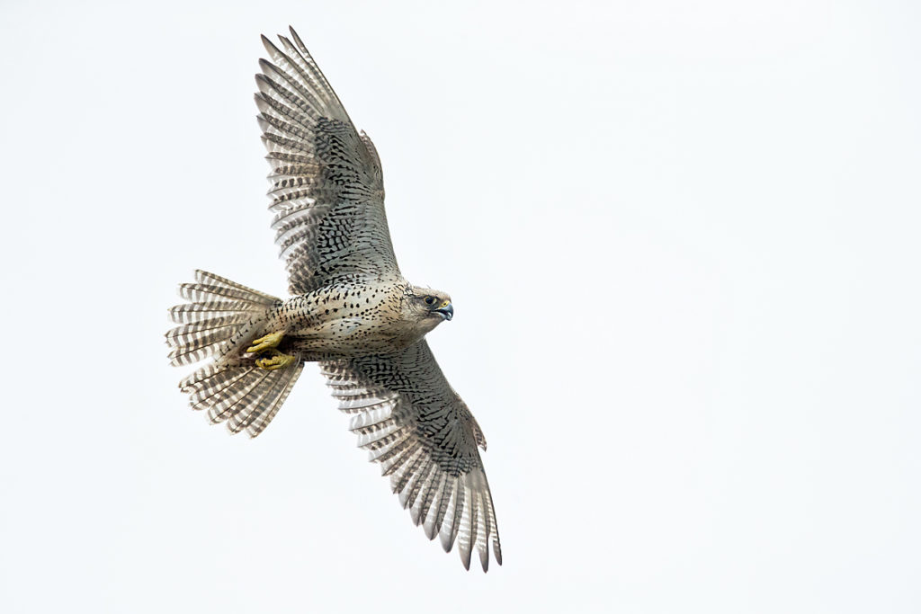Falco rusticolus; Gerfalke; Gyrfalcon; Iceland; Island; Islandfalke; Kretschet; ad.; adult; birds; falconiformes; flight; flug; greifvögel; pröhl; raptors; vögel