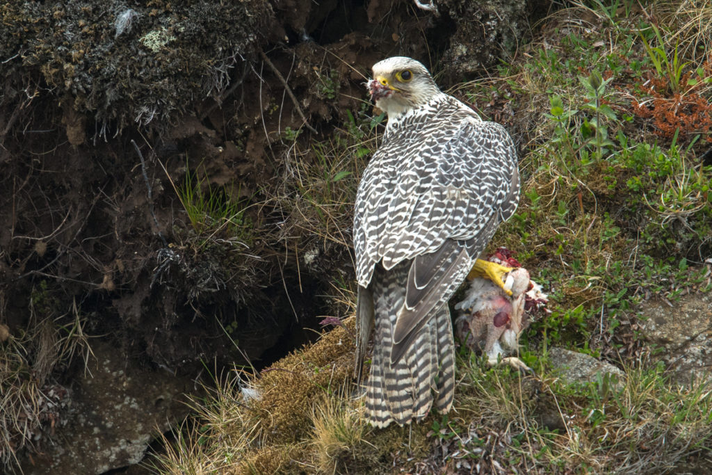 Falco rusticolus; Gerfalke; Gyrfalcon; Iceland; Island; Islandfalke; Kretschet; ad.; adult; birds; falconiformes; greifvögel; pröhl; raptors; vögel